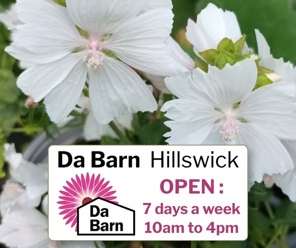 Our working nursery at Hillswick is open 7 days a week 10am to 4pm with a selection of plants available to buy including annuals, alpines, perennials, roses, trees and more.